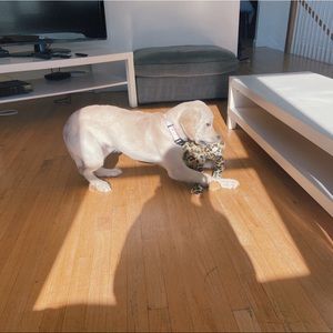 Meet your Posher, Sofia